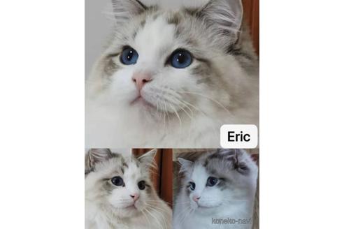 販売中のラグドールの親猫